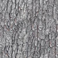 seamless tree bark wood 0001